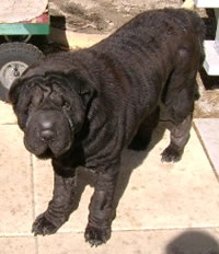 Junior