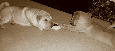 Justice & Princess