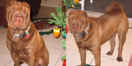 KoKo