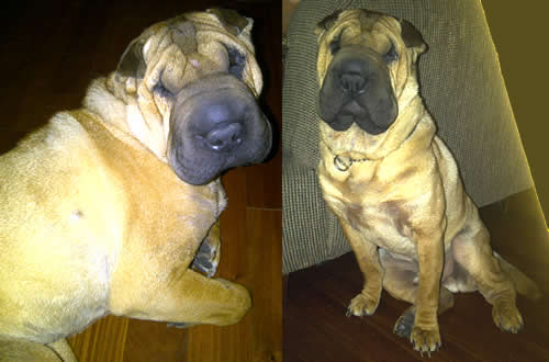 Pancho