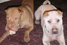 Shylah & Dexter
