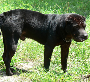 Stanley