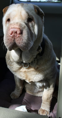 Sugar Bear