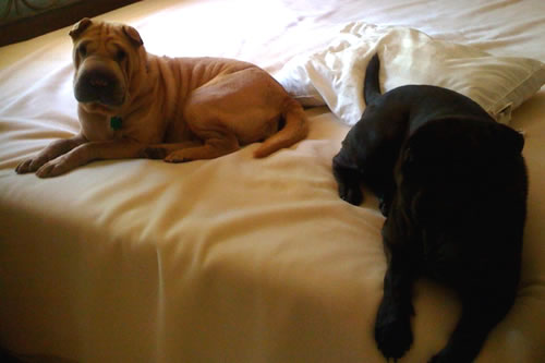 Sugar Bear & JJ