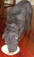 Taino