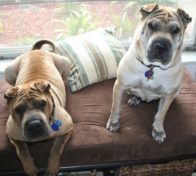 Tobee & Lilee