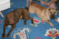 Truman & Reba