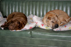 Truman & Reba
