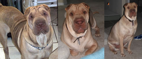 Wilbur