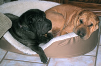 Winston & Ruffles