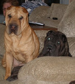 Winston & Ruffles